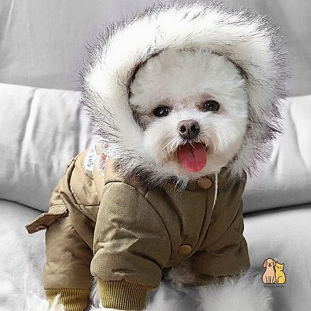 23 Precious Cute Dog Houses That Are Too Cute to Handle 19 The Insulated Winter Den