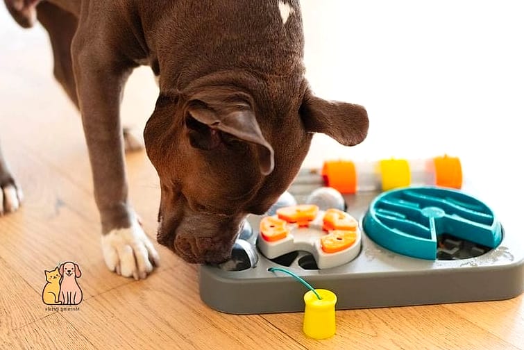 The Interactive Toy That Never Gets Boring