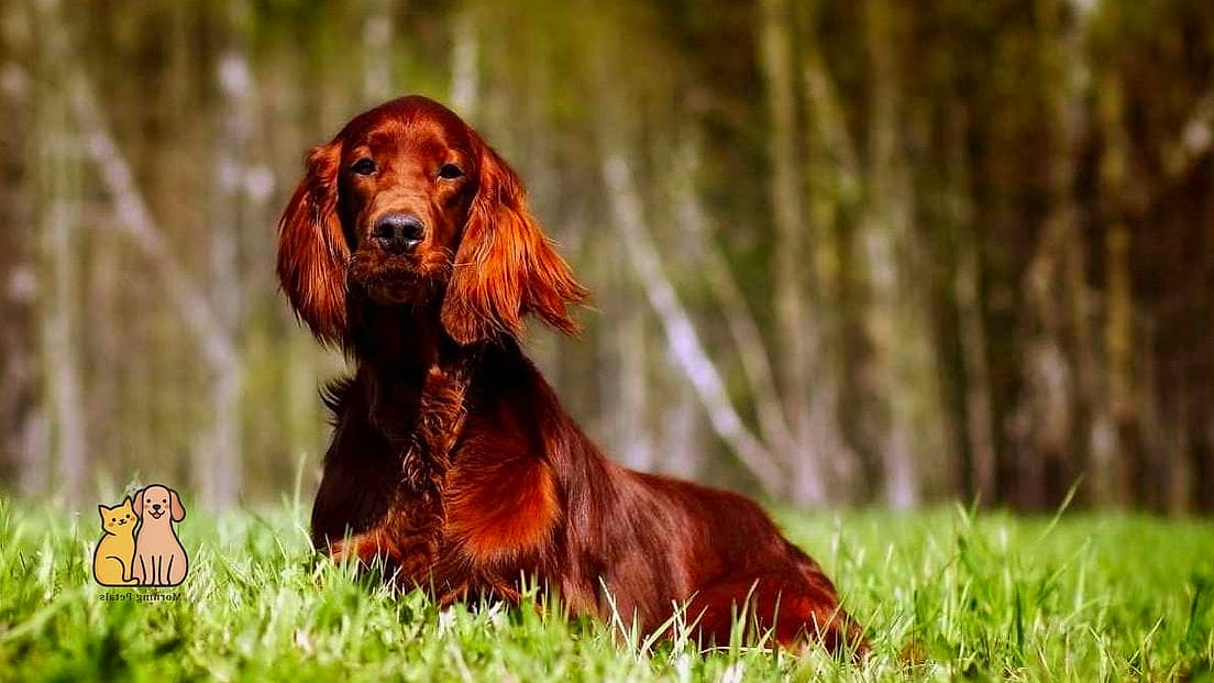 Irish Setter