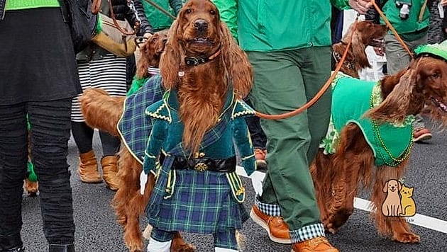 The Irish Setter in an Equestrian Jacket