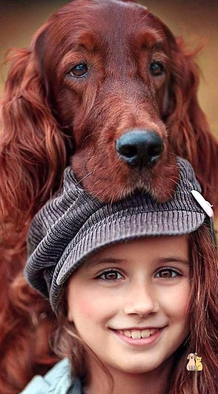 The Irish Setter