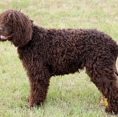 45 Cute Dogs That Dont Shed That Will Restore Your Faith in the World 10 Irish Water Spaniel