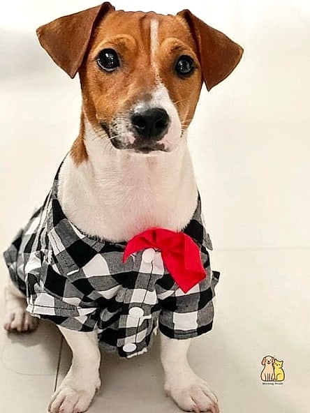 The Jack Russell Terrier in a Casual Jacket