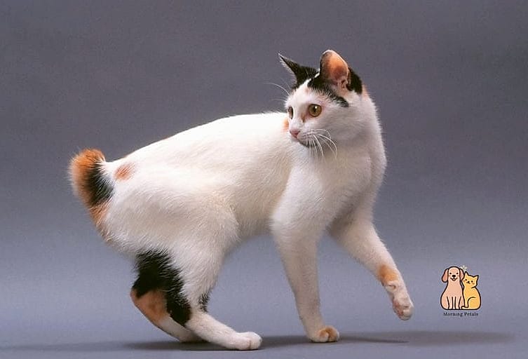 The Japanese Bobtail's Pom-Pom Tail