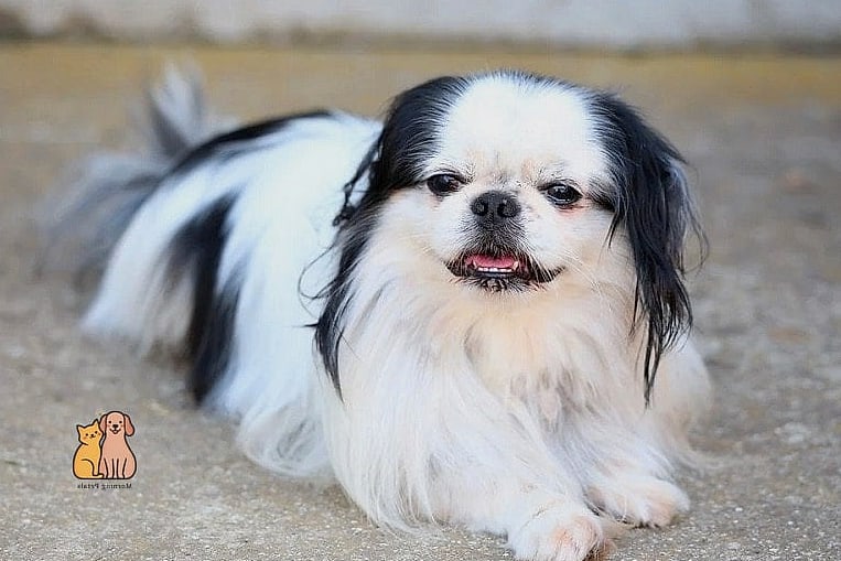 The Small Dog Breeds: You Didn't Know You Needed 3 The Japanese Chin