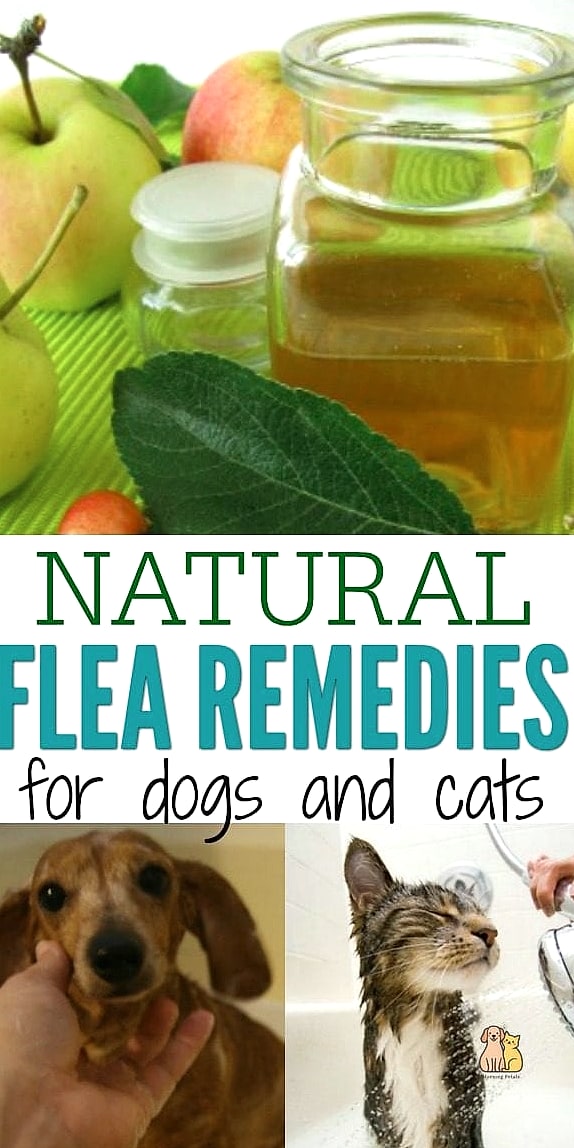 25 Amazing Flea Remedy For Dogs That Prove Pets Are the Best 21 Keeping Dog Sleeping Areas Comfortable