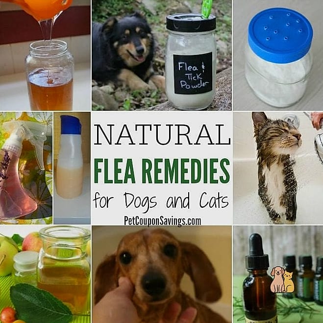 25 Amazing Flea Remedy For Dogs That Prove Pets Are the Best 25 Keeping a Pet Care Emergency Kit