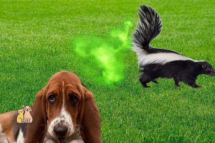 20 Stunning Skunk Smell Out Of Dog Guaranteed to Make You Smile 3 Keep Your Dog Outside After a Skunk Encounter