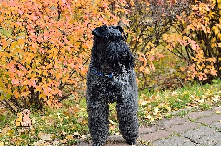 45 Cute Dogs That Dont Shed That Will Restore Your Faith in the World 11 Kerry Blue Terrier