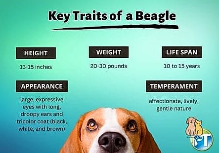 The Beagle Breed: You Didn't Know You Needed 3 Key Characteristics