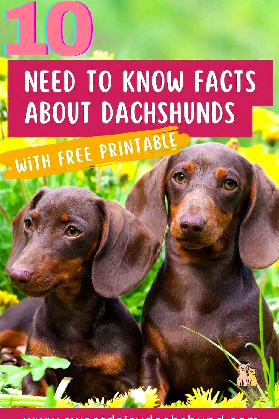 Key Characteristics of Dachshunds