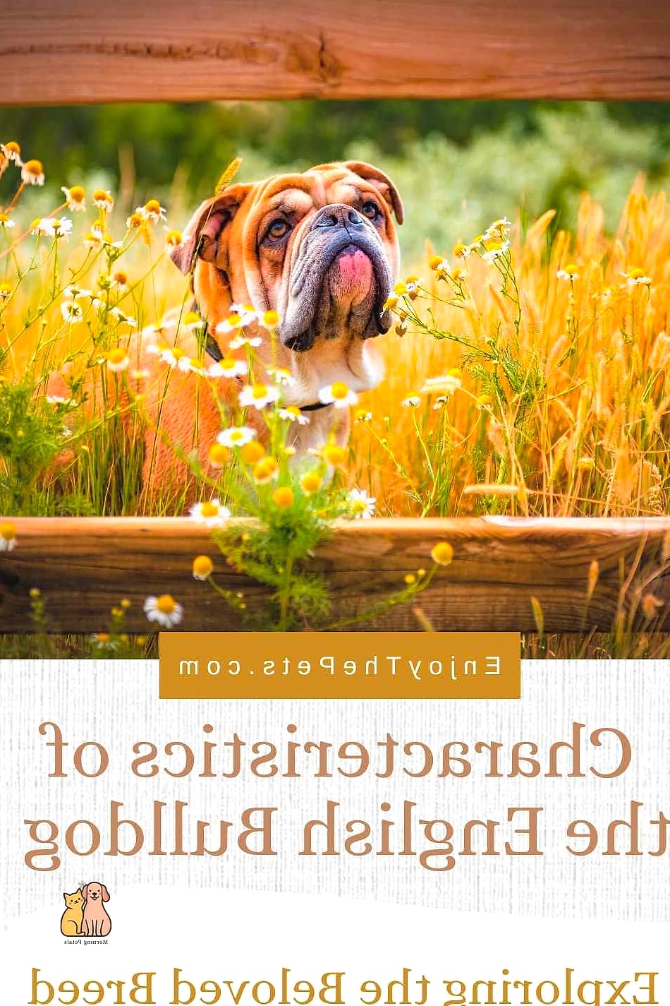 The Bulldog Breed: You Didn't Know You Needed 3 Key Characteristics