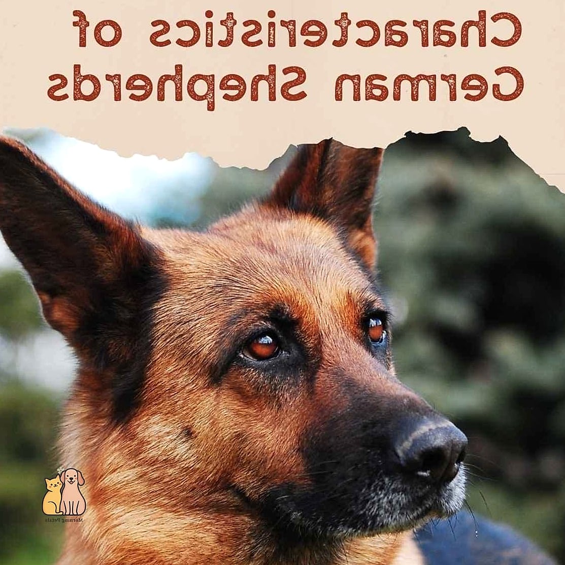 The German Shepherd Breed: That Will Change How You See Them 3 Key Characteristics