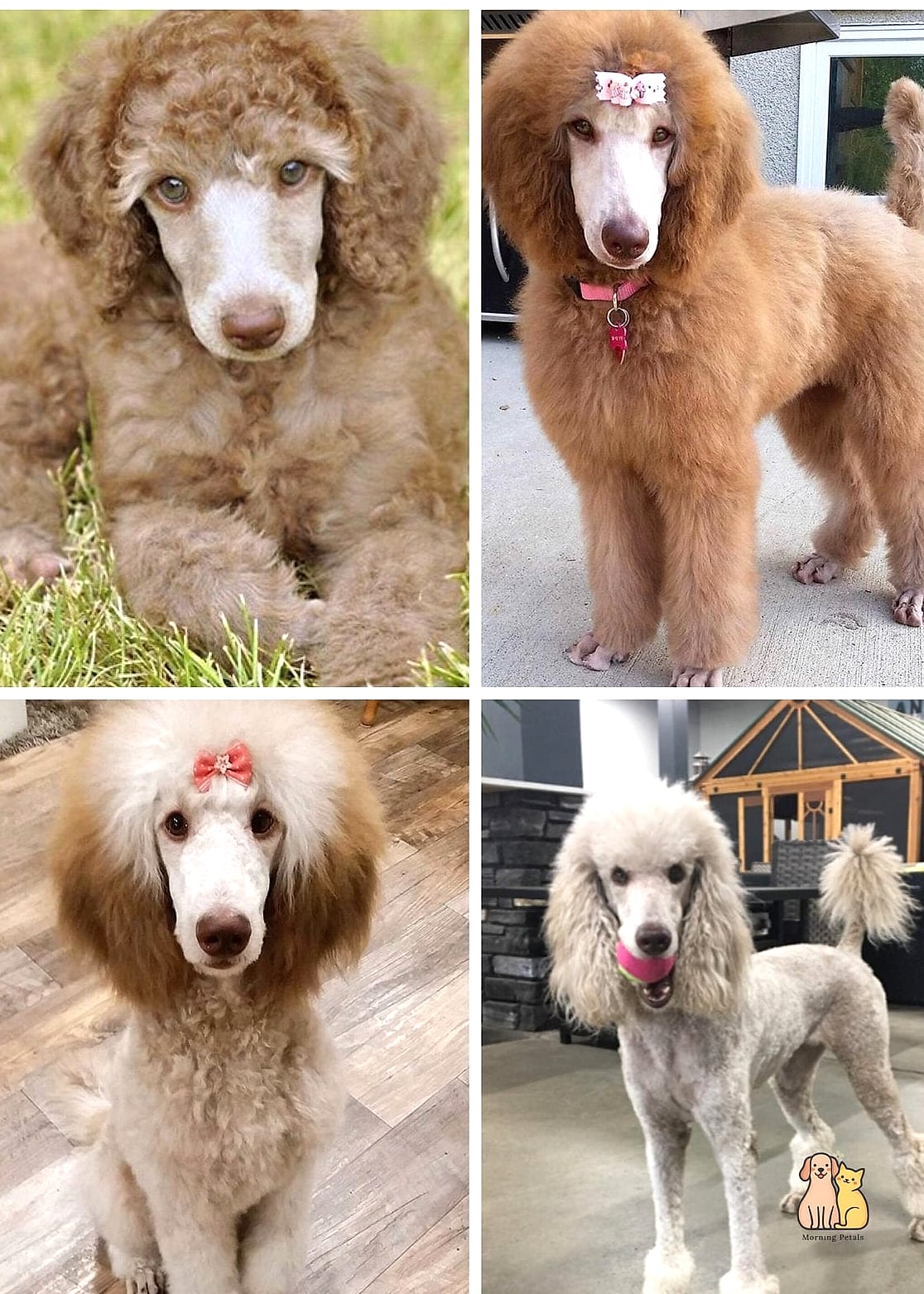 The Poodle Puppies: That Will Change How You See Them 3 Key Characteristics