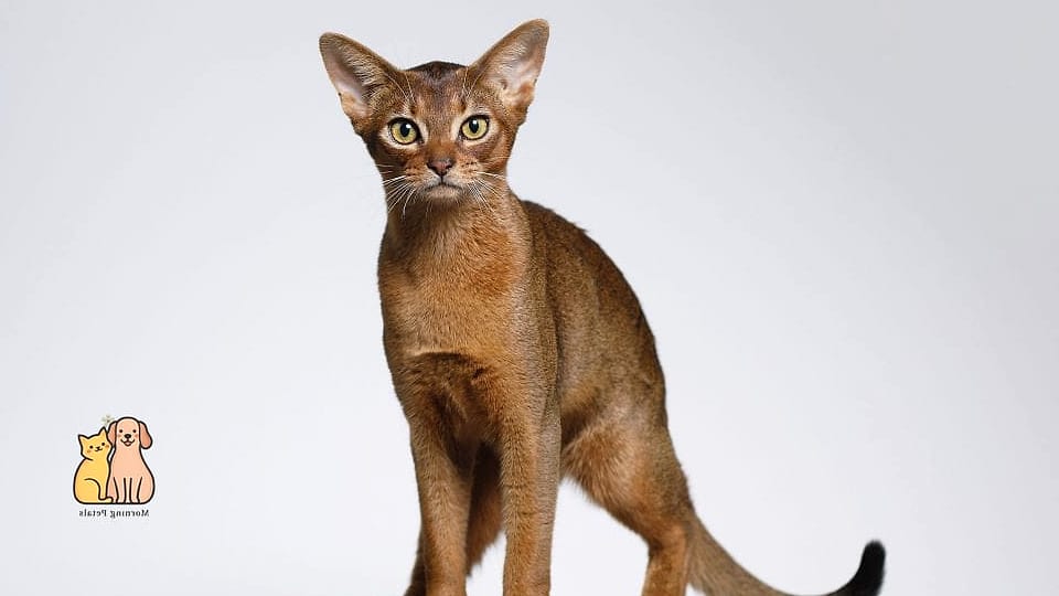 The Abyssinian Cat Breed: The Ultimate Guide 3 Key Characteristics