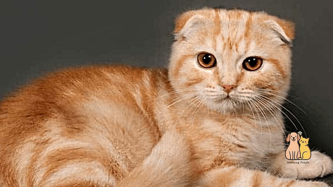 The Scottish Fold Cat Breed: The Ultimate Guide 3 Key Characteristics