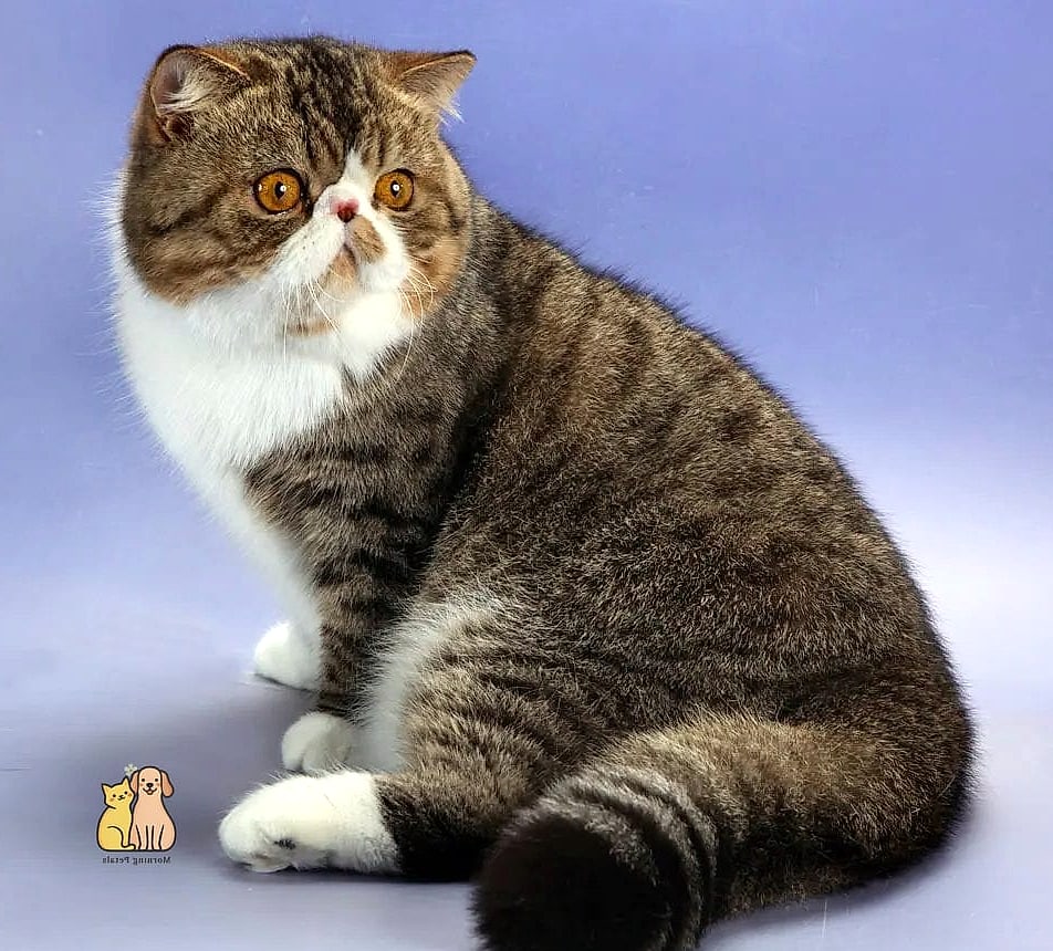 The Exotic Shorthair Cat Breed: You Didn't Know You Needed 3 Key Characteristics