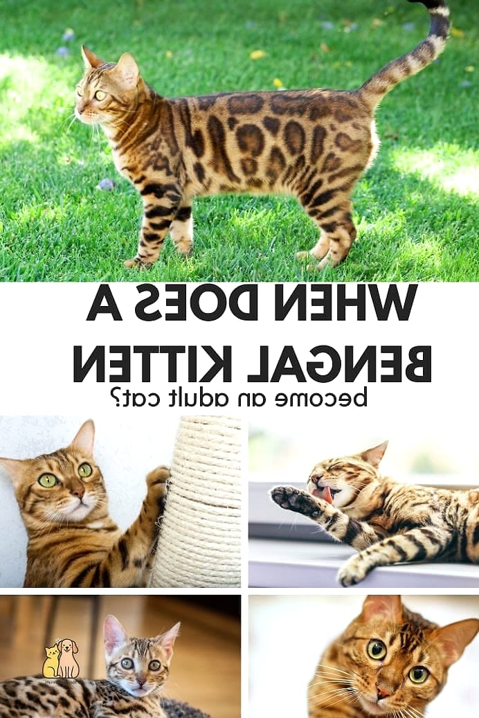 The Bengal Kittens: That Will Change How You See Them 3 Key Characteristics