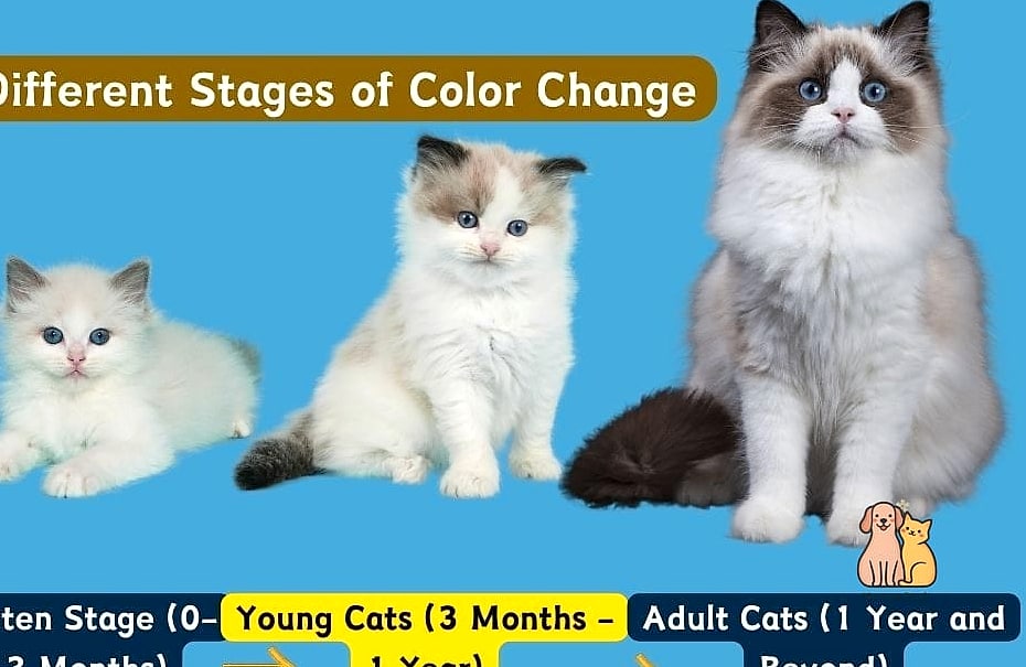 The Ragdoll Kittens: That Will Change How You See Them 3 Key Characteristics