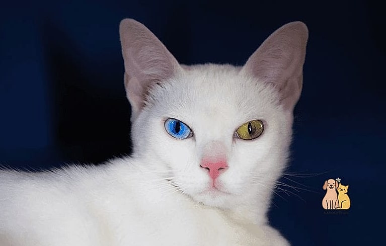 The Khao Manee's Mismatched Eyes