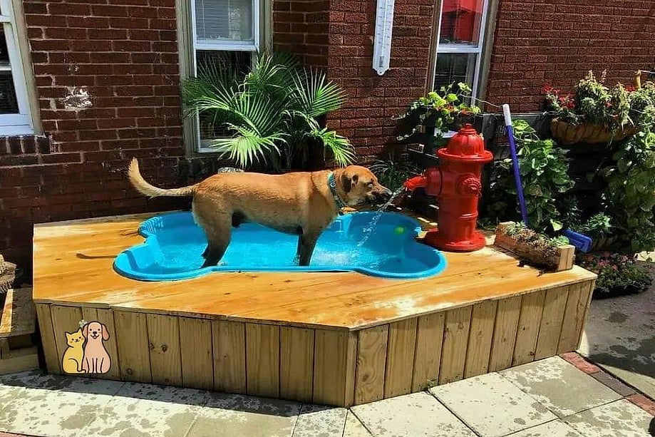 20 Brilliant Homemade Dog Bath Tub on a Budget 3 Kiddie Pool Outdoor Dog Bath Station