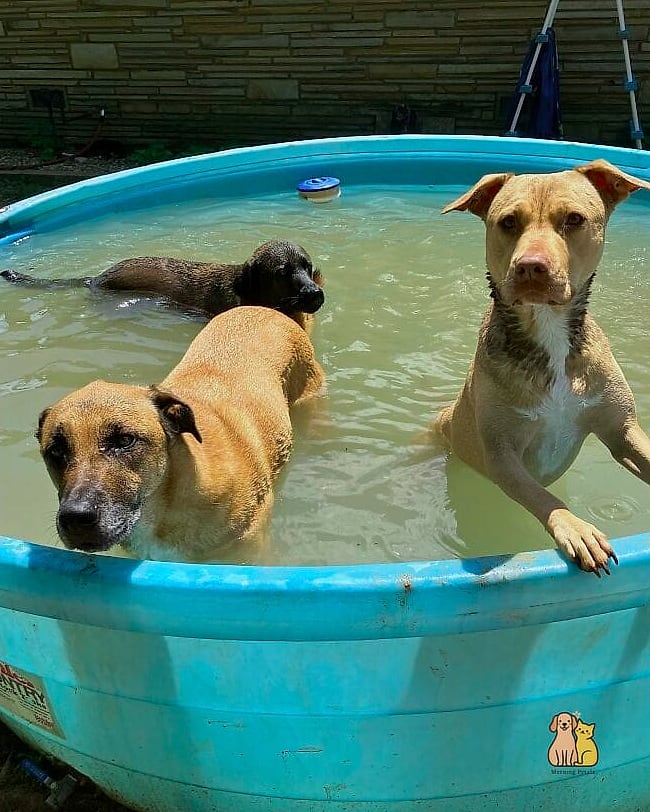 23 Heartwarming Outside Dog Washing Station Guaranteed to Make You Smile 9 The Kiddie Pool Quick Fix