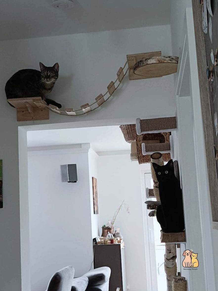 30 Creative Diy Catwalks For Cats That Will Inspire You 26 The Kitchen Overlook Walkway