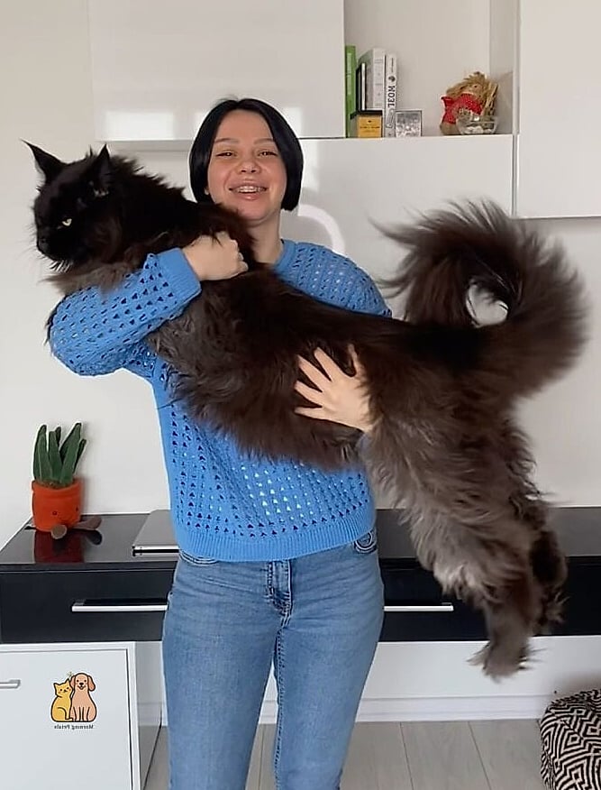 23 Heartwarming Giant Cat Shaped Beds That Will Make Your Day 14 The Kitten-Sized Mini Cat Bed