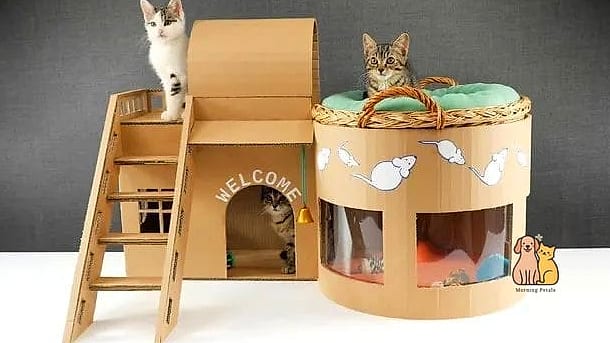 The Kitten Starter Tower