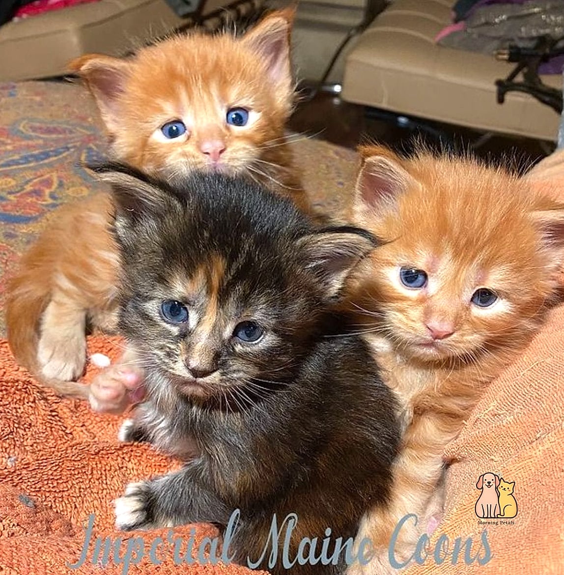 Kittens That Already Look Like Mini Bobcats