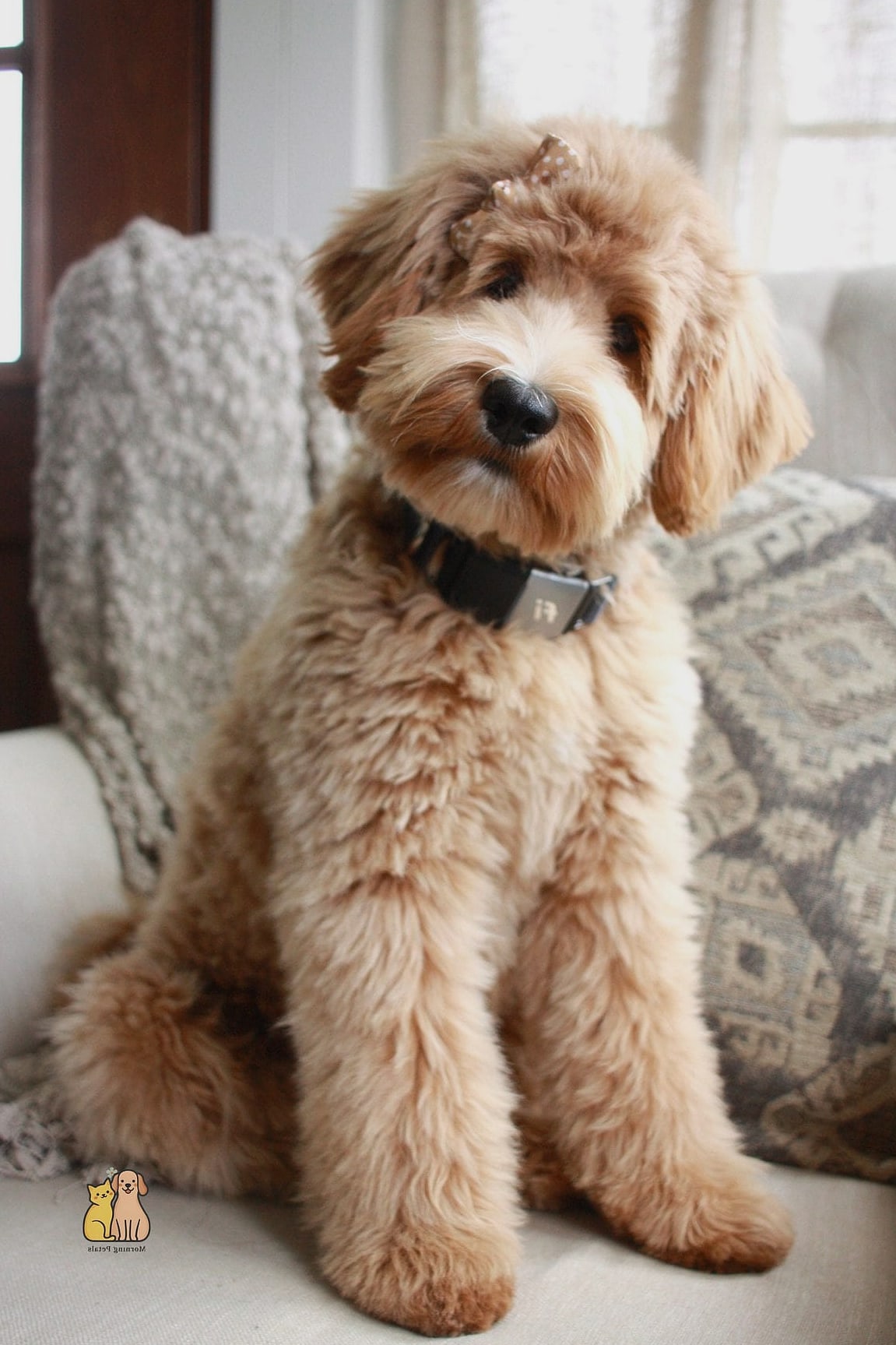 45 Cute Dogs That Dont Shed That Will Restore Your Faith in the World 42 Labradoodle