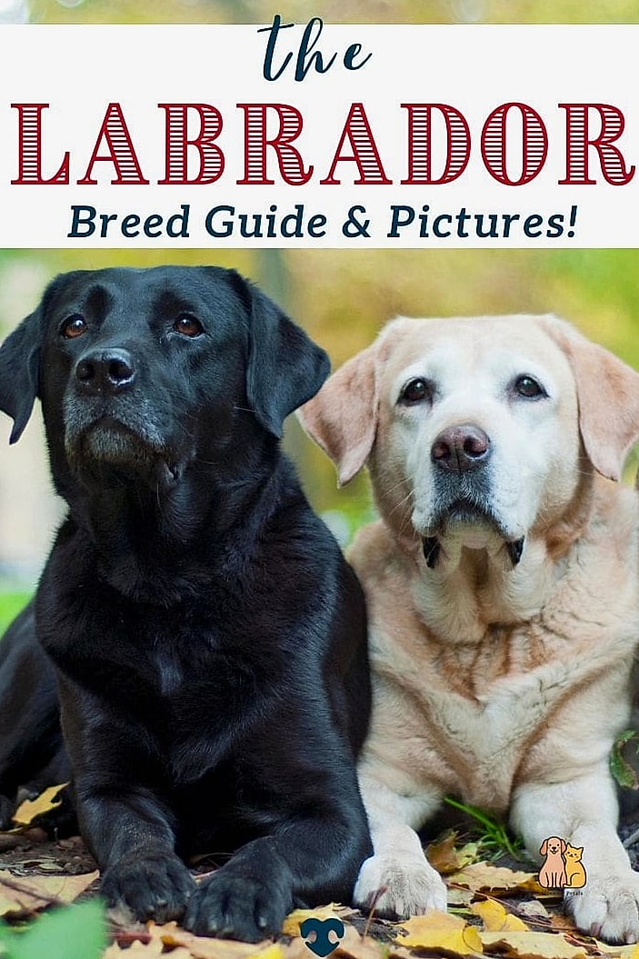 The Labrador Retriever Breed: Everything You Need to Know 4 Labrador Retriever Temperament