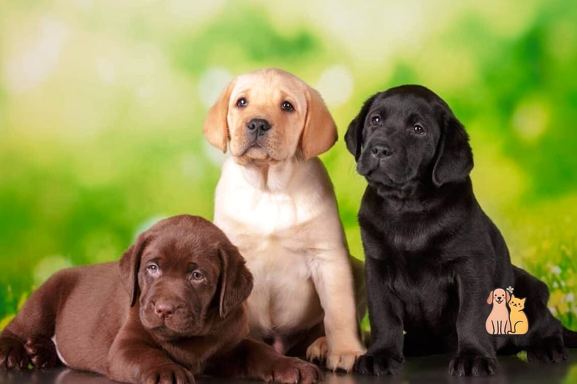 The Labrador Retriever Breed: Everything You Need to Know 10 Labrador Retriever Puppies