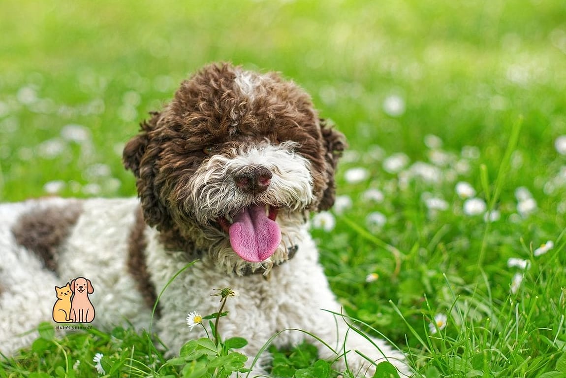 45 Cute Dogs That Dont Shed That Will Restore Your Faith in the World 13 Lagotto Romagnolo