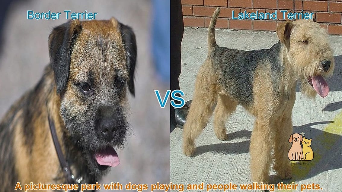 45 Cute Dogs That Dont Shed That Will Restore Your Faith in the World 33 Lakeland Terrier