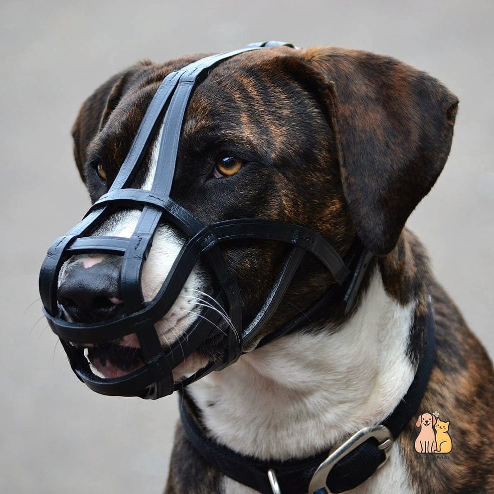 The Leather Basket Muzzle