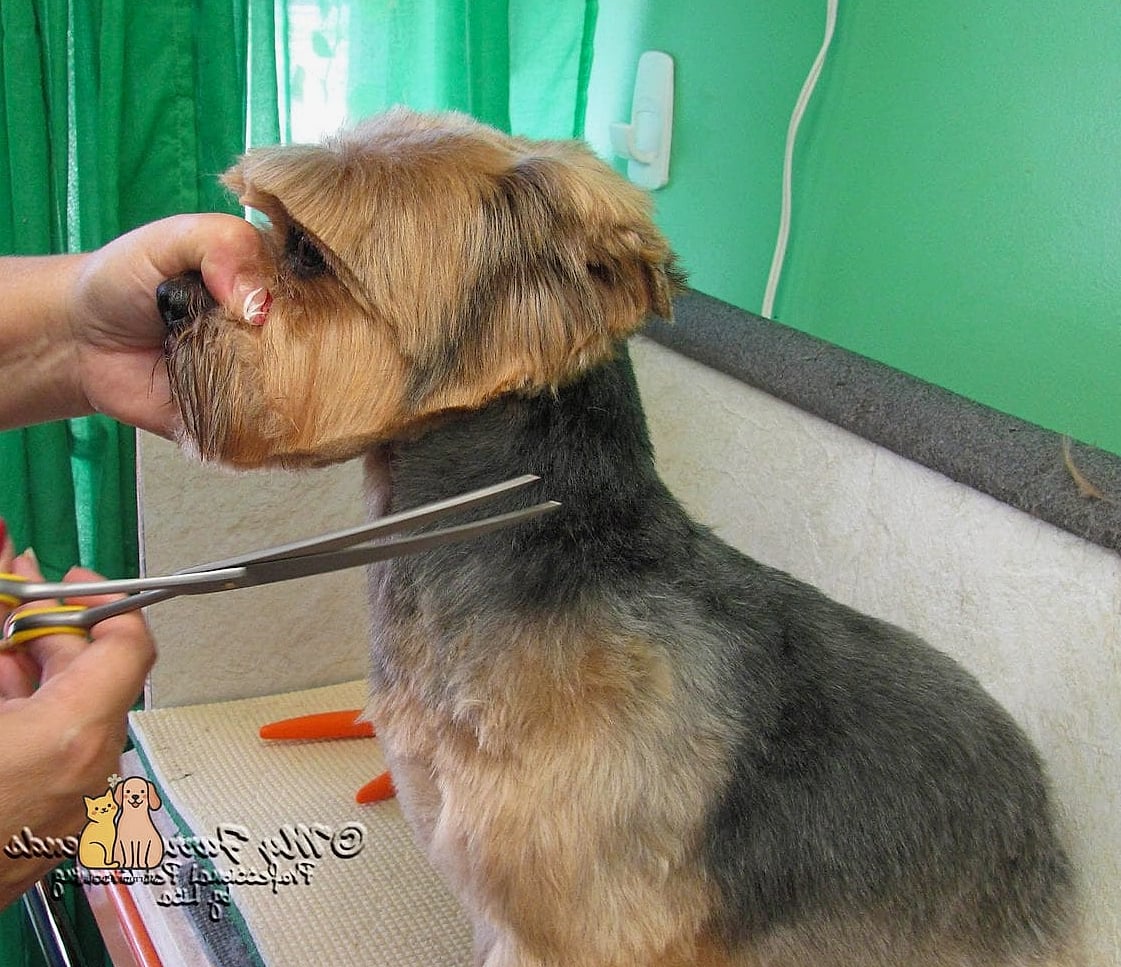 20 Stunning Dog Grooming Scissors You Need in Your Life Right Now 5 Left-Handed Curved Grooming Shears