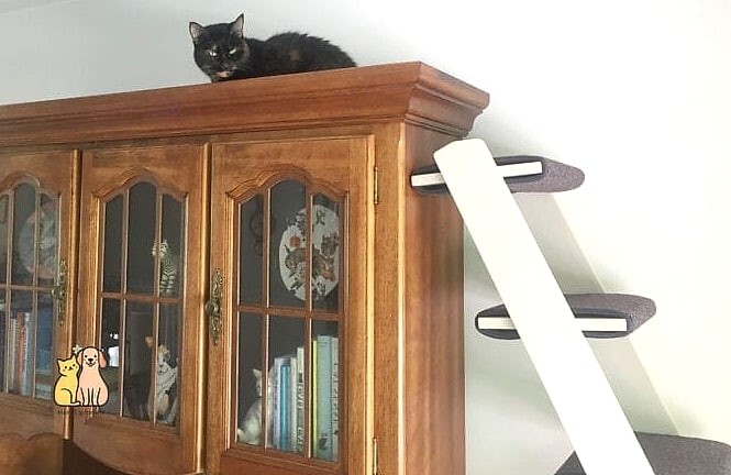 The Library Ladder Dresser