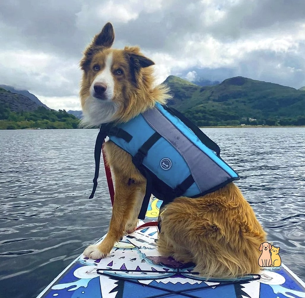 20 Heartwarming Dog Accessories You Need in Your Life Right Now 17 A Life Jacket for Water-Loving Dogs