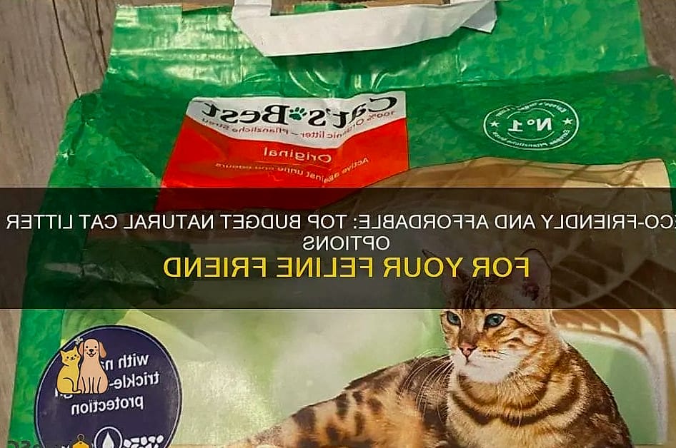 50 Budget-friendly Cat Food Station Ideas Your Pet Will Beg For More 19 The Litter-Adjacent Divider Station