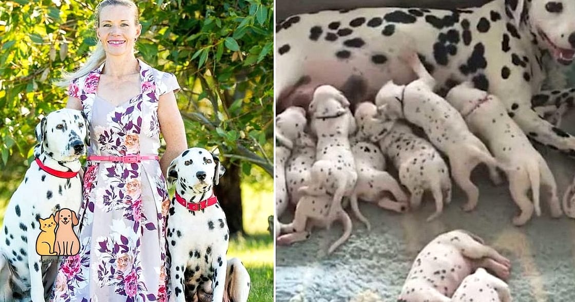 30 Incredible Dalmatian Puppies You Need in Your Life Right Now 10 The Litter's Loudmouth