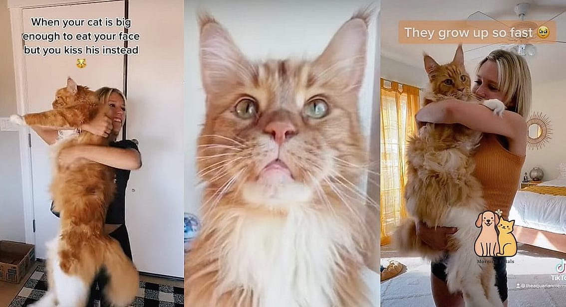 23 Heartwarming Giant Cat Shaped Beds That Will Make Your Day 19 The Long-Haired Cat Fur Textured Bed