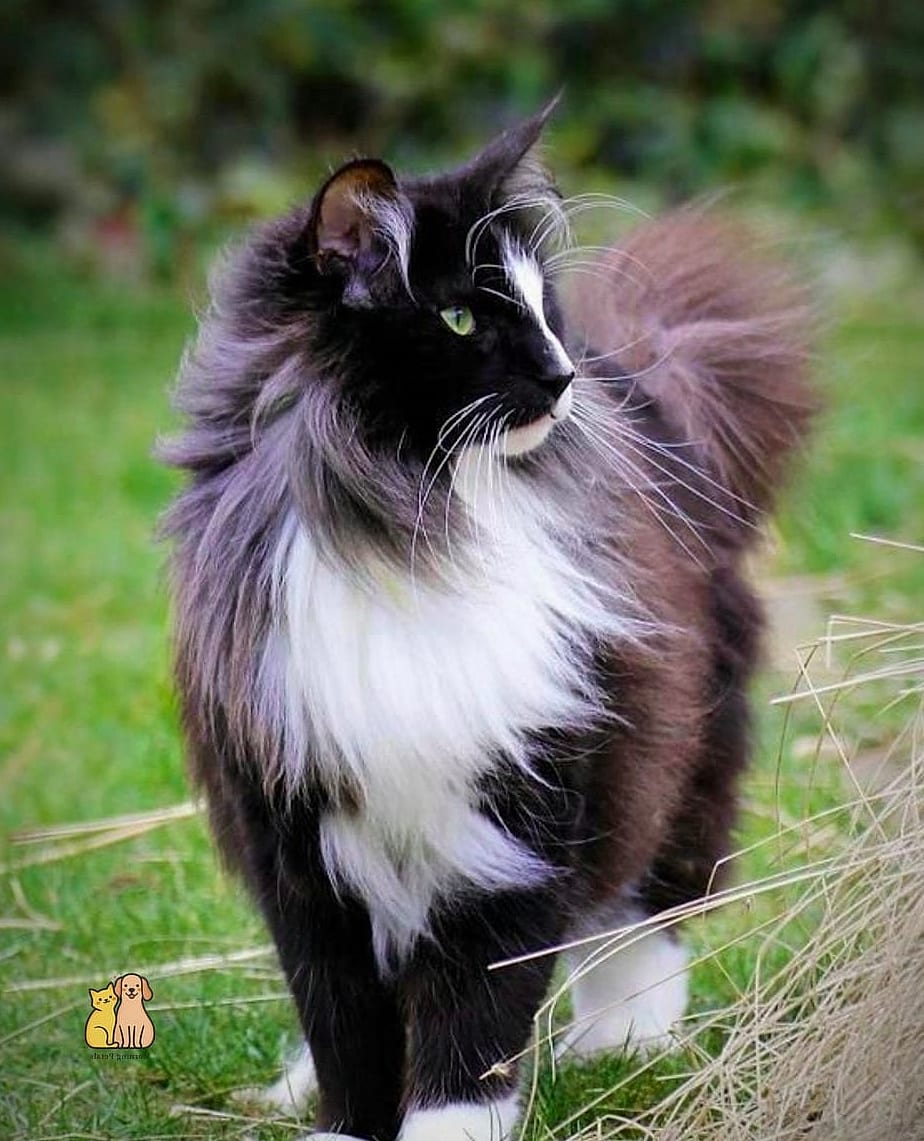 30 Incredible Fancy Tuxedo Cats That Will Make Your Day 6 The Long-Haired Fluffy Tuxedo