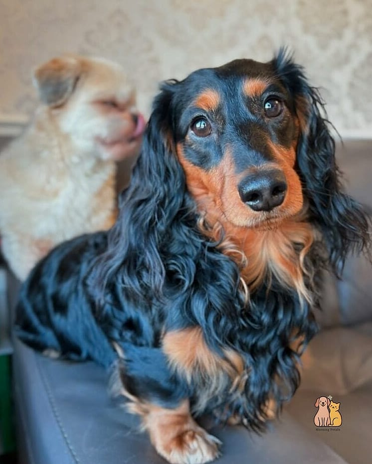 40 Adorable Wiener Dogs That Will Make Your Day 36 The Loyal Shadow Pup