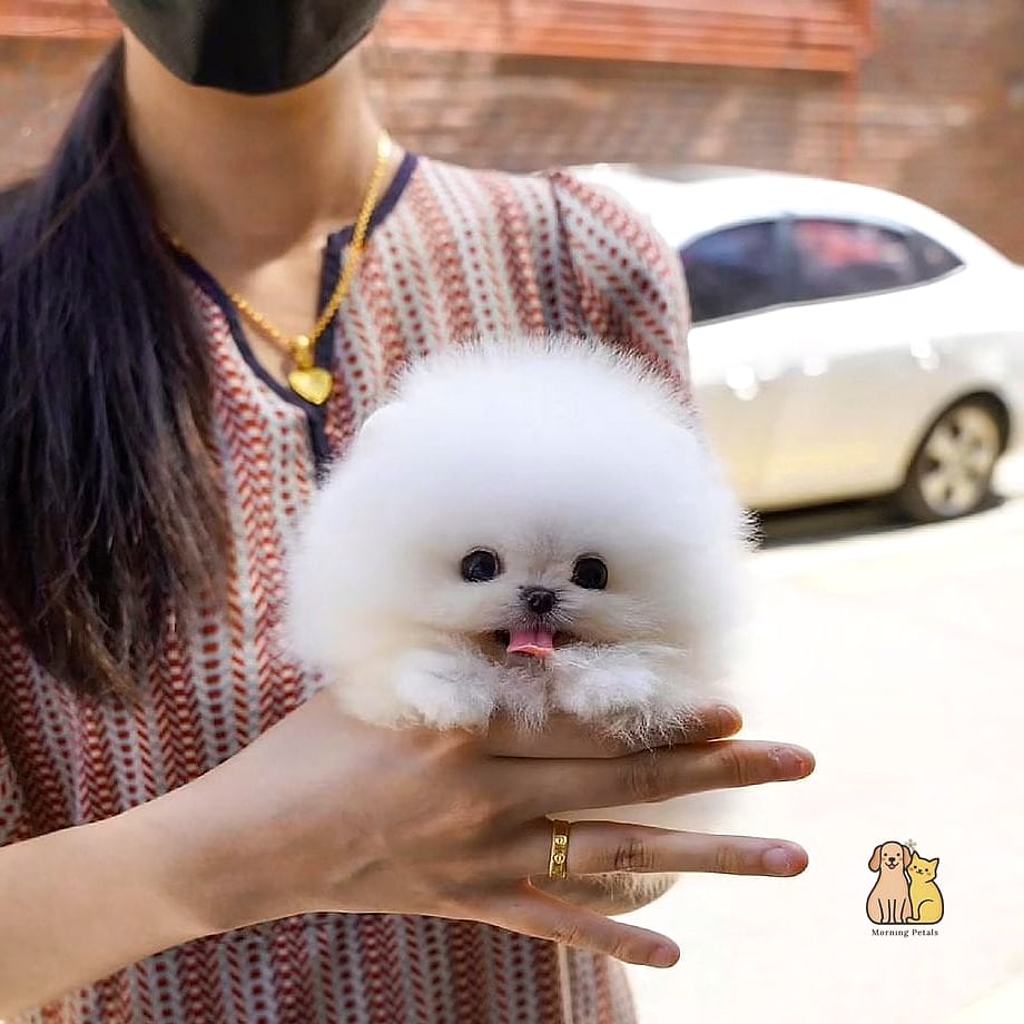 Lulu