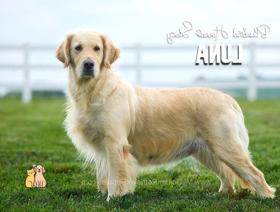 The Golden Retriever Names: Everything You Need to Know 20 Luna
