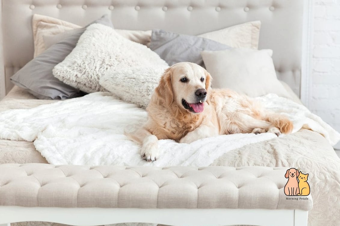 15. Luxurious King Bed With a Matching Oversized Dog Bed