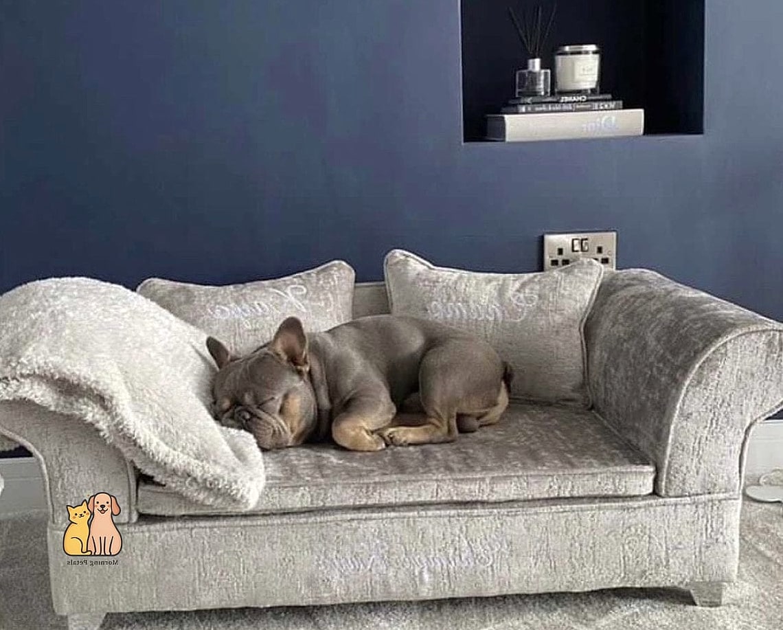 20 Stunning Best Dog Beds You Need in Your Life Right Now 6 Luxury Sofa-Style Dog Bed for Stylish Homes
