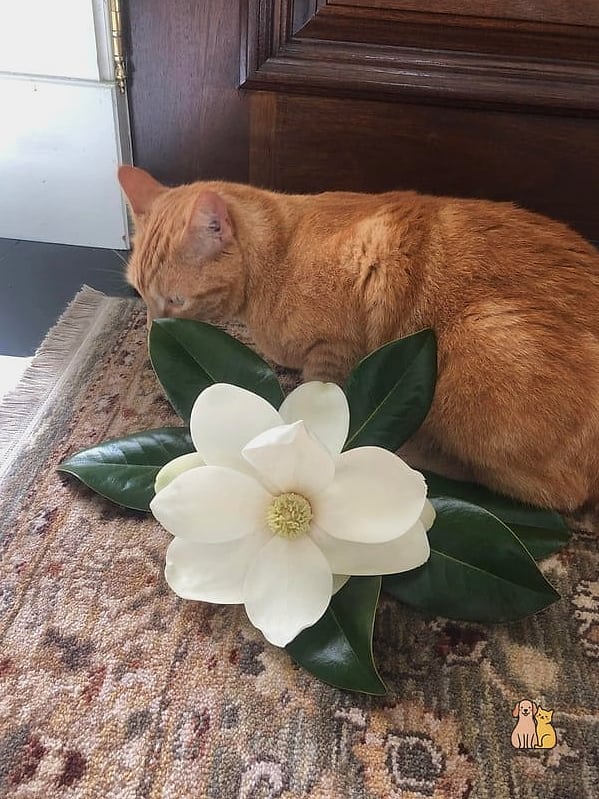 The Magnolia Branch Cat Tower