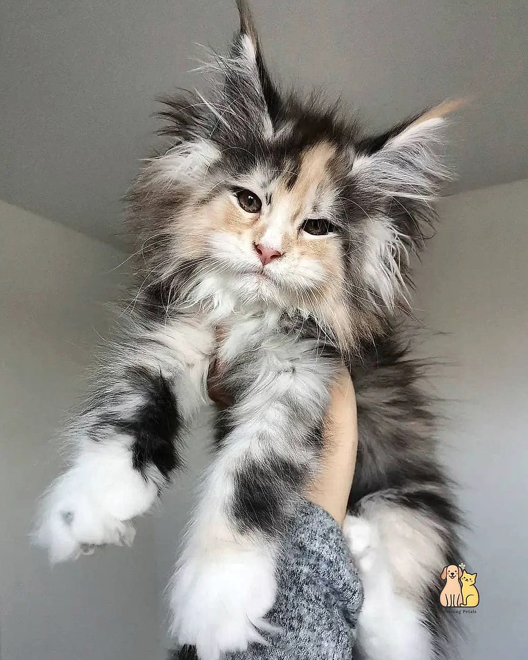 The Maine Coon Gentle Giant